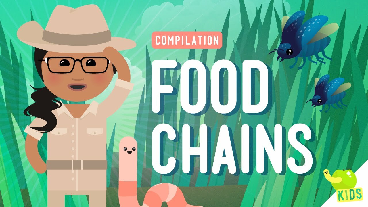 Food Chains Compilation